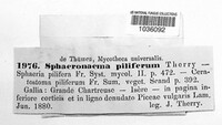 Sphaeronaema piliferum image